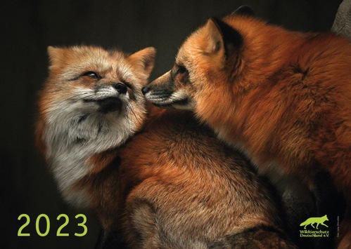 Wildtiere vor der Kamera – Wandkalender 2023