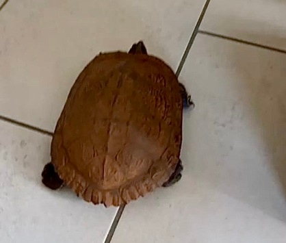 POL-FL: Schafflund: Schildkröte am Fahrbahnrand aufgefunden