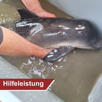 POL-WHV: Schweinswal aus dem Watt gerettet