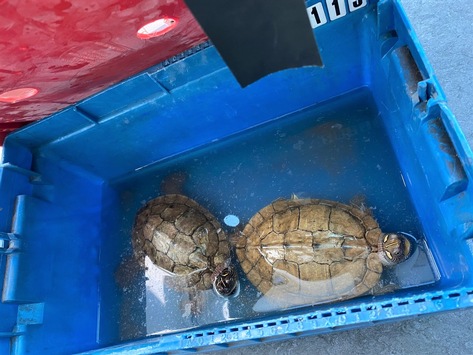 POL-MA: Heidelberg: Schildkröten auf Parkplatz ausgesetzt - Zeugen gesucht!