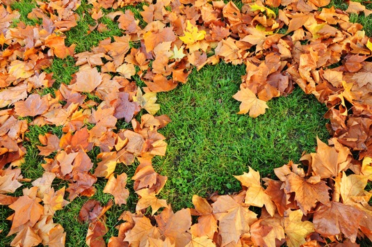 Die optimale Rasenpflege im Herbst, für ein vitales Wachstum im Frühjahr