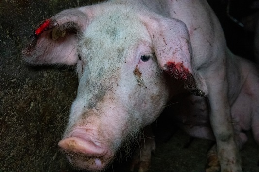 Tierschutz-Skandal in badischem Lobbyistenstall / Erschütternde Zustände und Gewalt gegen Schweine - / Hauk, Klöckner und Co. posierten mit dem Tierquäler