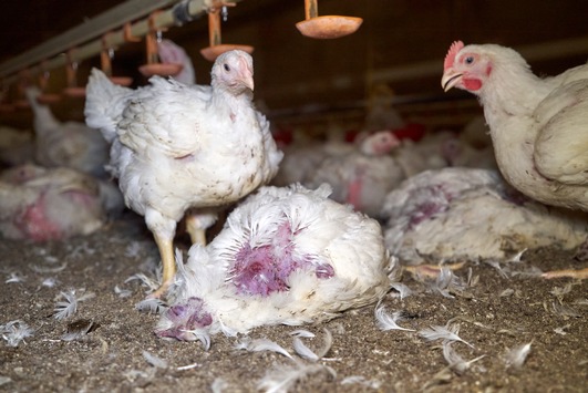 Getreten, geworfen, misshandelt: ANINOVA deckt Tierquälerei in zwei Wiesenhof-Hähnchenmastbetrieben in Niedersachen auf