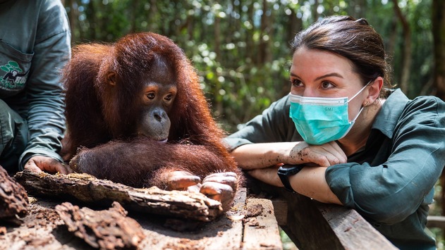 ZDF zeigt Orang-Utan-Auswilderung auf Borneo in 