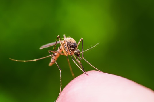 Ärger im Insektenparadies? / So wird der heimische Garten nicht zur Mückenbrutstätte