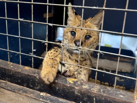 Tödliche Klicks - Soziale Medien befeuern illegalen Wildtierhandel