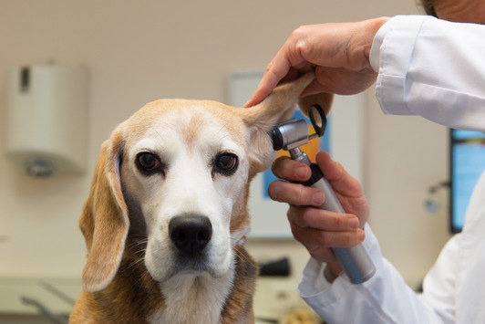 Ohrenzwang beim Hund - Ohrentzündungen früh erkennen und gezielt behandeln