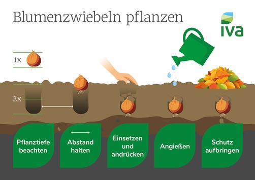 Blumenzwiebeln richtig pflanzen: Jetzt die Blütenpracht von morgen vorbereiten