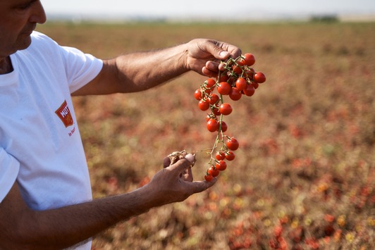 Tomatensaison 2022 / MUTTI: Steigende Energiekosten und Trockenheit – aber die Qualität bleibt