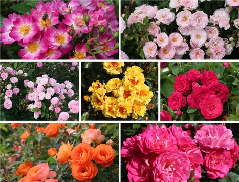 ADR-Rosen 2025: Acht Sorten erhalten das begehrte Gütezeichen