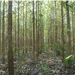La plantation ShareWood de tecks F23 Fazenda Três de Ouro. Texte complémentaire par ots et sur ...