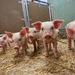 Terra Natura: noch mehr Tierwohl in der Schweinehaltung / Kooperation mit dem Schweizer Tierschutz STS Kooperation mit dem Schweizer Tierschutz STS / Lidl Bio Terra Natura Schweine. Weiterer Text über ots und ...