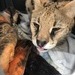 Serval 1